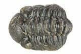 Long Curled Austerops Trilobite - Morocco #252641-1